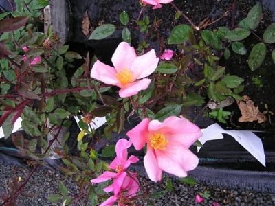 Mutabilis