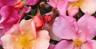 Mutabilis