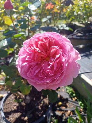 Princess Alexandra of Kent