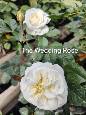 The Wedding Rose