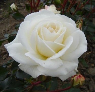 The Wedding Rose