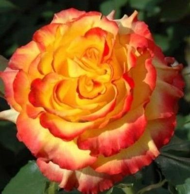 800mm Standard Hybrid Tea