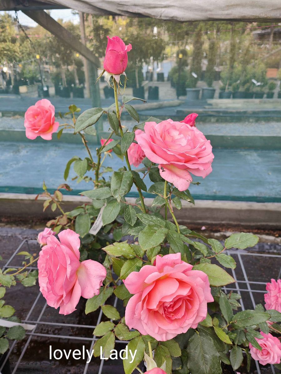 その他 lovely rose Lovely-Colored Insect, Lady Rose | Z/X -Zillions of enemy X