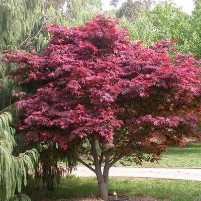 Acer palmatum, &#039;Red Emperor&#039;