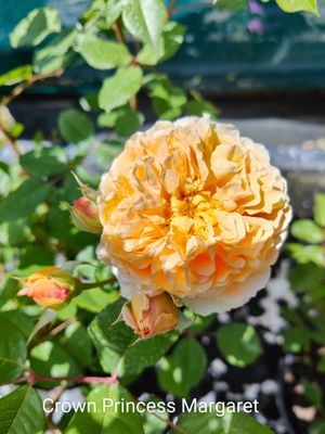 Crown Princess Margareta