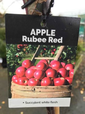 Apple &#039;Rubee Red&#039; MM106