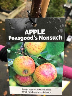 Apple &#039;Peasgood Nonesuch&#039; M26