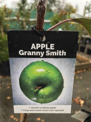 Apple &#039;Granny Smith&#039;