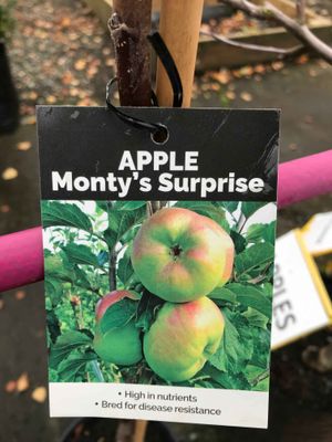 Apple &#039;Monty&#039;s Surprise&#039; M26