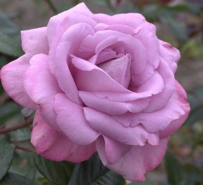 Perfumed Kiss