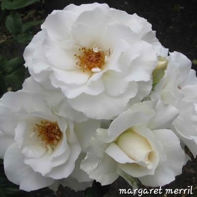 800mm Standard Floribunda