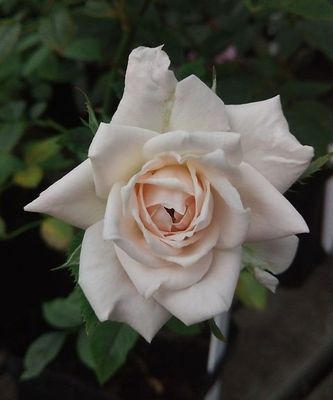 Pink Porcelain