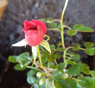 Patio Prince