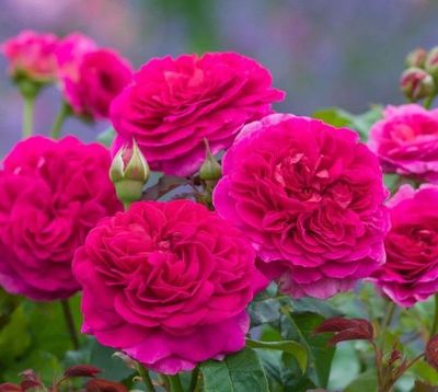 Gabriel Oaks - New Release 2026