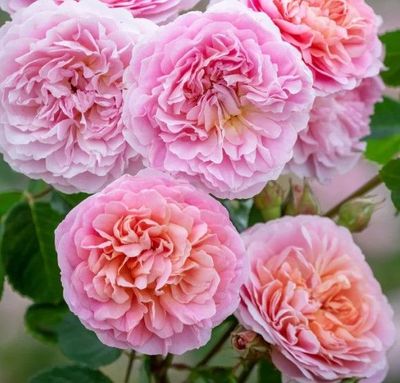 Eustacia Vye - New Release 2026