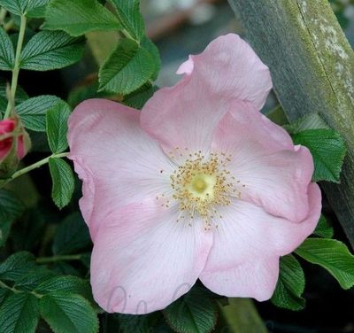 Frau Dagmar Hastrupp