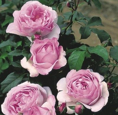 Souvenir de louis Amade