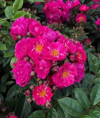 Perfumy Siluetta - New Release 2026