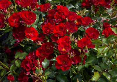 Marondo - New Release 2026