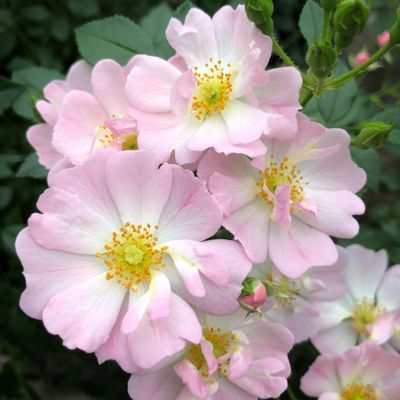 Starry Sky - New Release 2026