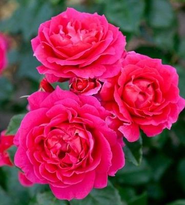 Berry Nice Cascading Pillar Rose 1.8m