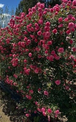 1.8m Cascading Pillar Roses