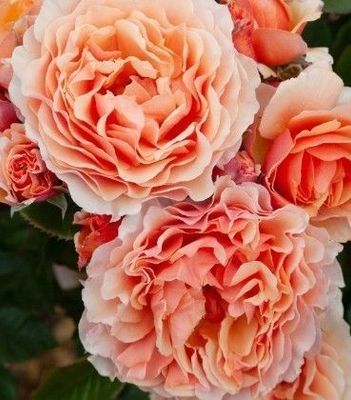 A Gardeners Dream 800mm Standard