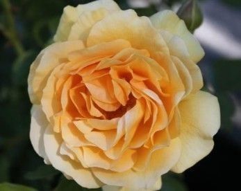 Absolutely Fabulous Cascading Pillar 1.8m