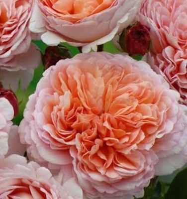 Abraham Darby - Bareroot