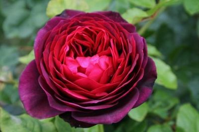 Astrid Grafin Von Hardenberg - Bareroot