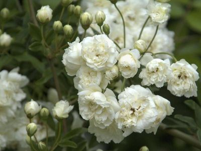 Banksia Alba species - Bareroot