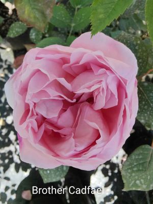 Brother Cadfael - Bareroot