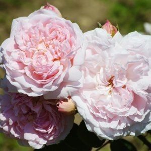 Claire Rose - Bareroot