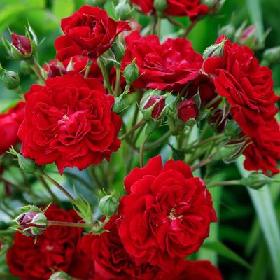 Crimson Siluetta  - Bareroot- New Release 2025