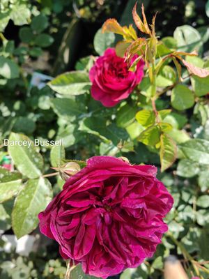 Darcey Bussell - Bareroot