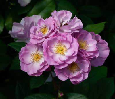 Lilac Bouquet - Bareroot - New Release 2025