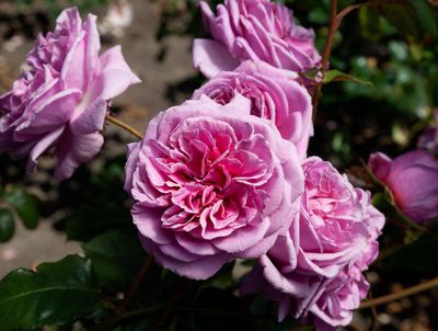 Lilac Temptation - Bareroot