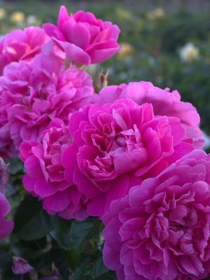 Princess Anne - Bareroot