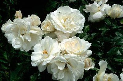 Princess of Wales - Bareroot