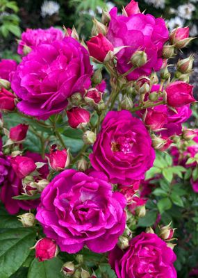 Purple Siluetta - Bareroot - New Release 2025