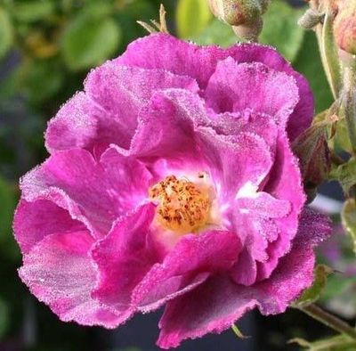Rhapsody in Blue - Bareroot