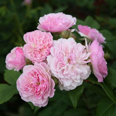 Romantic Siluetta - Bareroot - New Release 2025