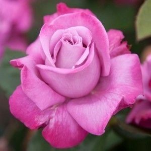 Royal Amethyst - Bareroot