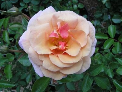 Scent to Remember - Bareroot