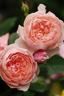 The Alnwick Rose - Bareroot