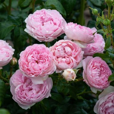 The Sarjeant Rose - Bareroot - New Release 2025