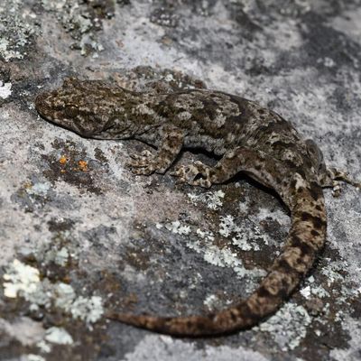 Point Bush Ecosanctuary | | Canterbury Gecko