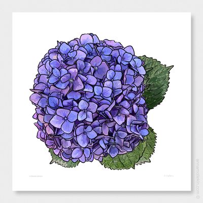 Hydrangea Harmony by Anna Mollekin | Hydrangea Art Print