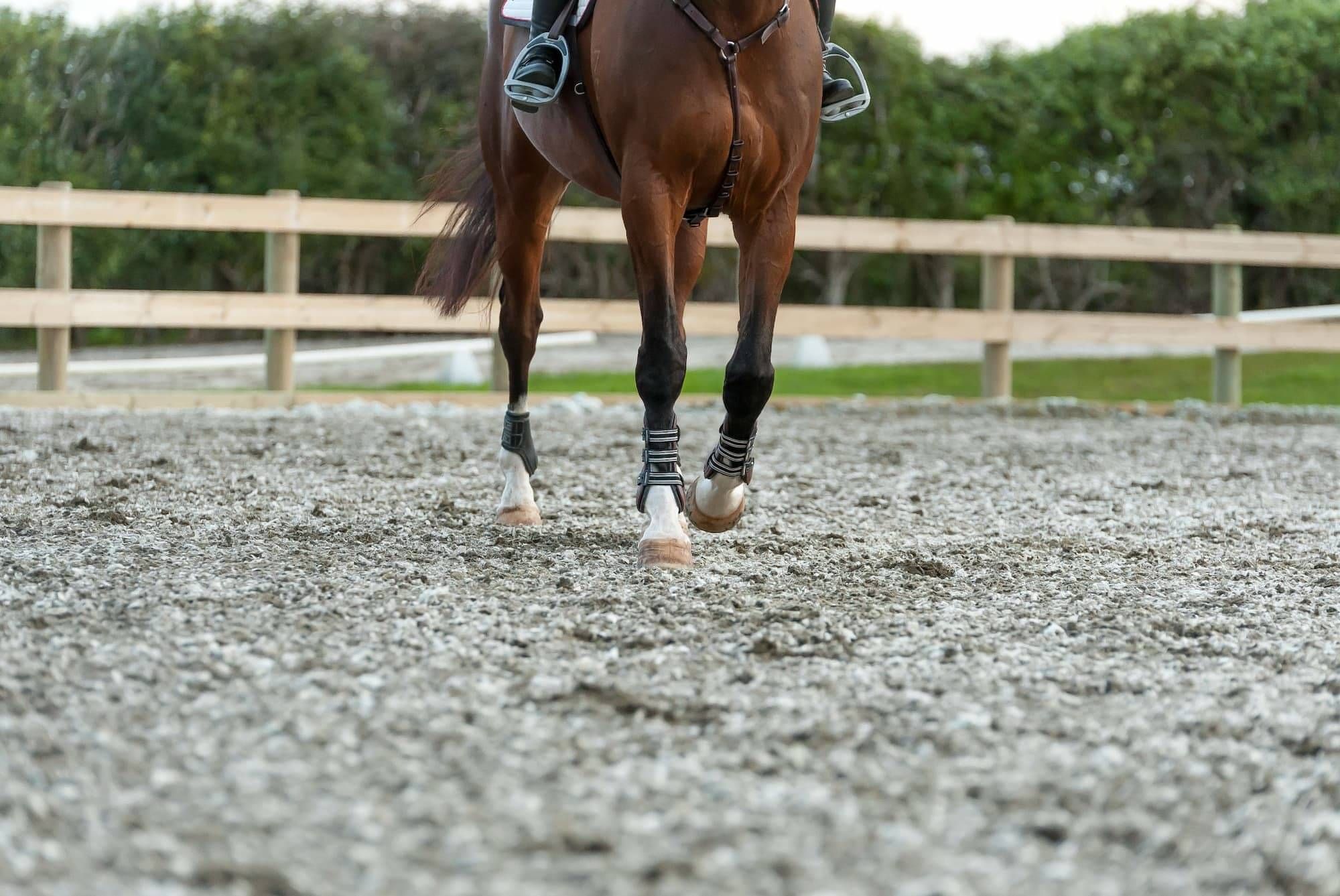 Horse cooling down, walking across Ebb and flow arena
