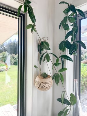 Colada- Coconut Plant Hanger